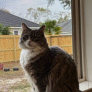 Layla is registered to the contest to win money with this photo: cat, fluffy, gray, white, windowsill, window, screen, fence, backyard, outdoor, indoor, pet, animal, sitting, fur, whiskers, ears, tail, nature, daytime