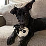 dog, black_dog, puppy, toy, soccer_ball, rope_toy, couch, indoor, pet, animal, playful, resting, fur, ears, paw, living_room, comfort, curious, closeup, canine
