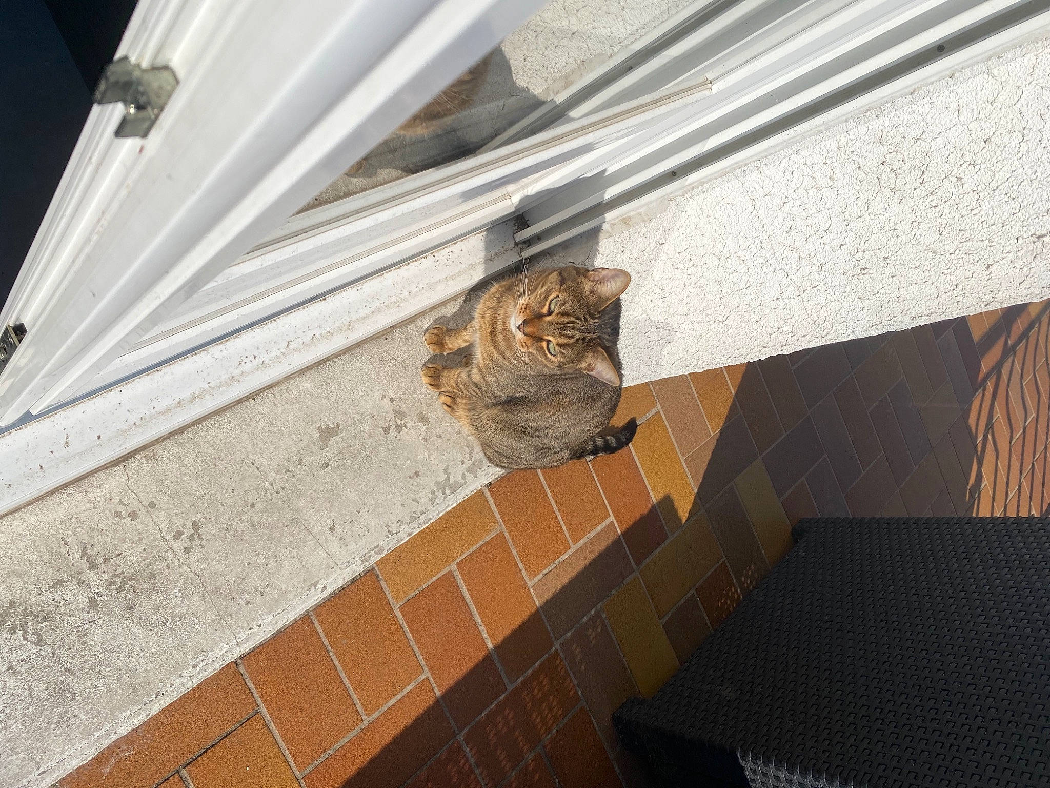 Boubouille a rejoint le concours — aidez-le/la à gagner de superbes lots ! arch, brick, brickwork, building, carnivore, cat, ceiling, composite_material, facade, felidae, flooring, house, metal, molding, pattern, roof, small_to_medium_sized_cats, tail, window, wood