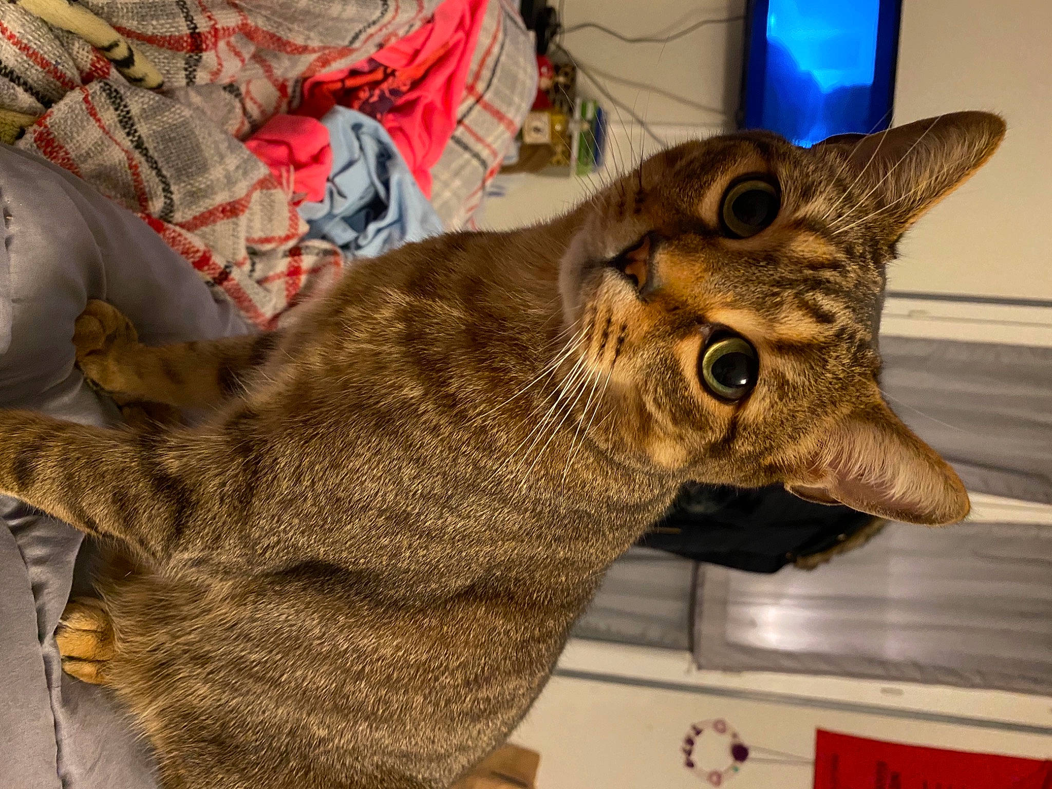 Boubouille participe au concours pour gagner de l'argent avec cette photo : art, artifact, carnivore, cat, claw, couch, domestic_short_haired_cat, felidae, fur, jaw, metal, sculpture, small_to_medium_sized_cats, snout, tail, terrestrial_animal, visual_arts, whiskers, wood