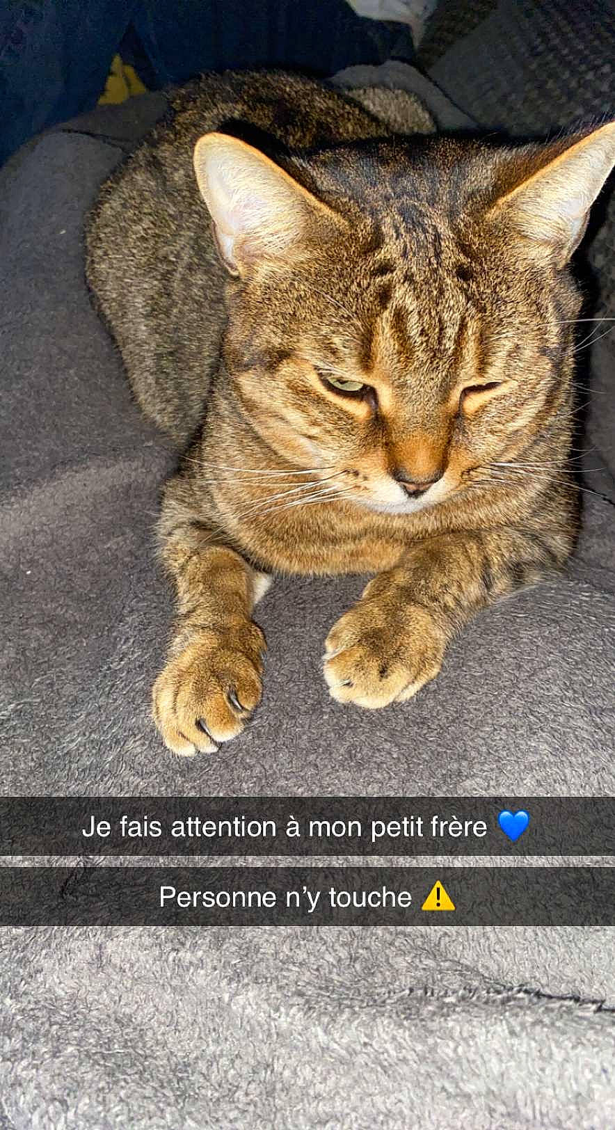 Boubouille a rejoint le concours — aidez-le/la à gagner de superbes lots ! art, asphalt, carnivore, cat, claw, domestic_short_haired_cat, felidae, font, fur, paw, photo_caption, road_surface, screenshot, sitting, small_to_medium_sized_cats, snout, tail, terrestrial_animal, tree, whiskers