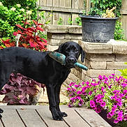 Angus joined the competition — help win amazing prizes! black_dog, dog, garden_tool, trowel, wooden_deck, flowers, purple_flowers, greenery, garden, potted_plant, stone_planter, wooden_fence, outdoor, pet, canine, nature, backyard, plant, leaf, summer