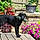 Angus