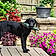 Angus