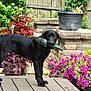 black_dog, dog, garden_tool, trowel, wooden_deck, flowers, purple_flowers, greenery, garden, potted_plant, stone_planter, wooden_fence, outdoor, pet, canine, nature, backyard, plant, leaf, summer