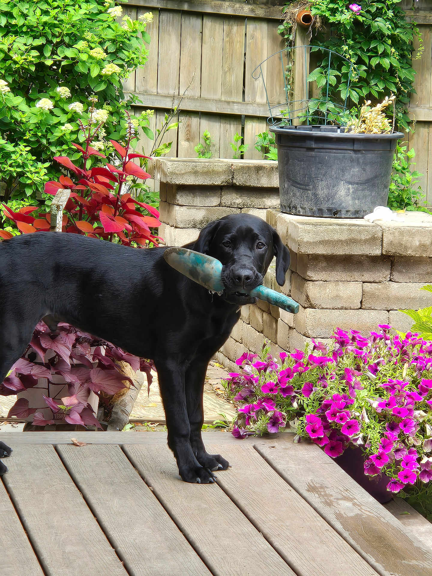 Angus joined the competition — help win amazing prizes! black_dog, dog, garden_tool, trowel, wooden_deck, flowers, purple_flowers, greenery, garden, potted_plant, stone_planter, wooden_fence, outdoor, pet, canine, nature, backyard, plant, leaf, summer