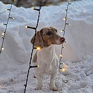 Oscar a rejoint le concours — aidez-le/la à gagner de superbes lots ! animal, beagle, canine, dog, flare, hound, ice, labradorretriever, leash, light, lighting, nature, outdoors, pet, pointer, puppy, snow, snowman, storm, winter