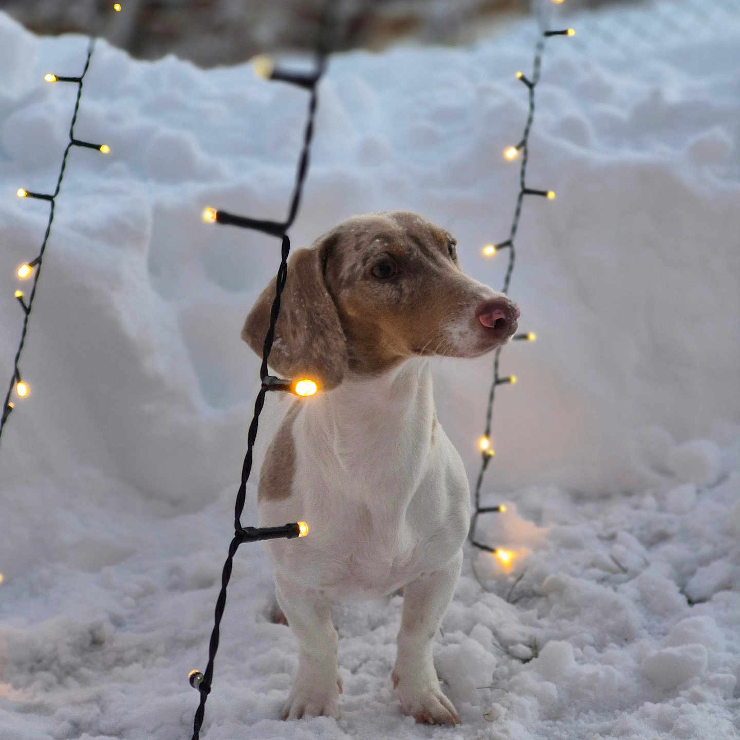 Oscar a rejoint le concours — aidez-le/la à gagner de superbes lots ! animal, beagle, canine, dog, flare, hound, ice, labradorretriever, leash, light, lighting, nature, outdoors, pet, pointer, puppy, snow, snowman, storm, winter
