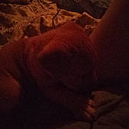 Chief is registered to the contest to win money with this photo: dog, pet, sleeping, bed, blanket, sheet, paw, indoor, low_light, dark, cozy, brown, muzzle, snout, human_arm, pillow, fabric, closeup, night, bedding