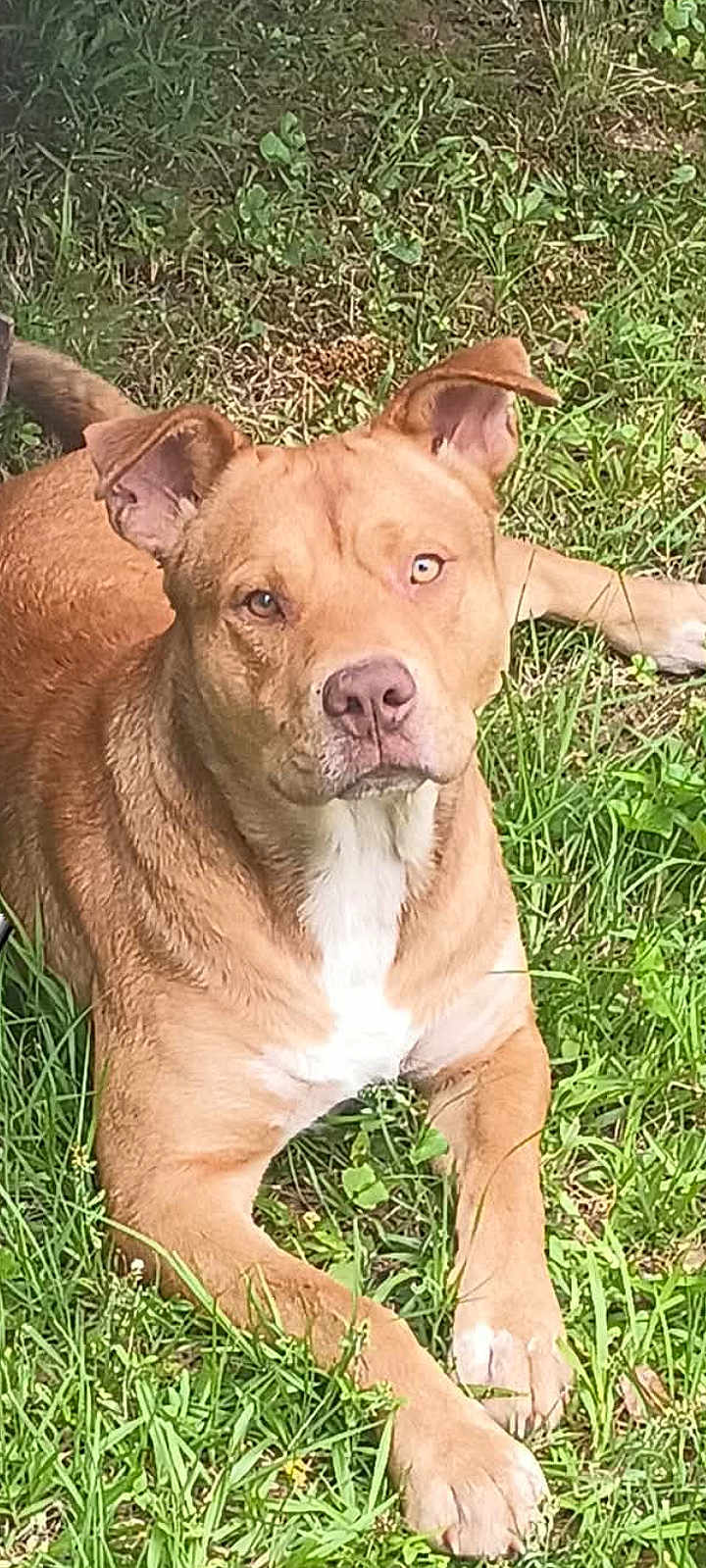 Chief joined the competition — help win amazing prizes! dog, canine, pet, brown_coat, white_chest, pitbull_type, lying_down, grass, lawn, outdoor, ears, paws, snout, muzzle, eyes, portrait, nature, relaxed, animal, summer