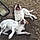Sasha And Buster