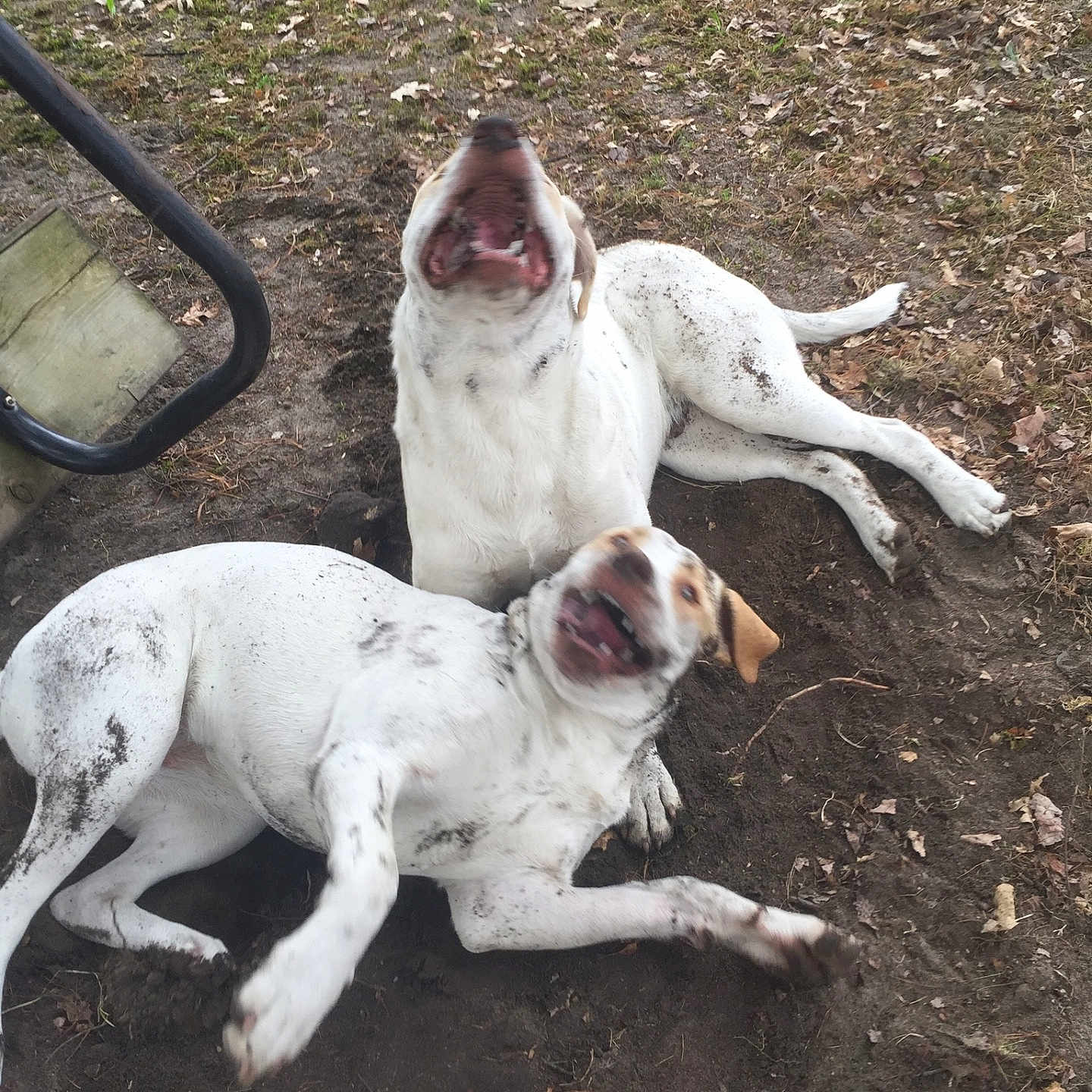 Sasha And Buster joined the competition — help win amazing prizes! active, animal, canine, daytime, dirt, dog, earth, excited, fun, grass, grassland, happy, muddy, nature, outdoor, pet, play, tail, tongue, two_animals
