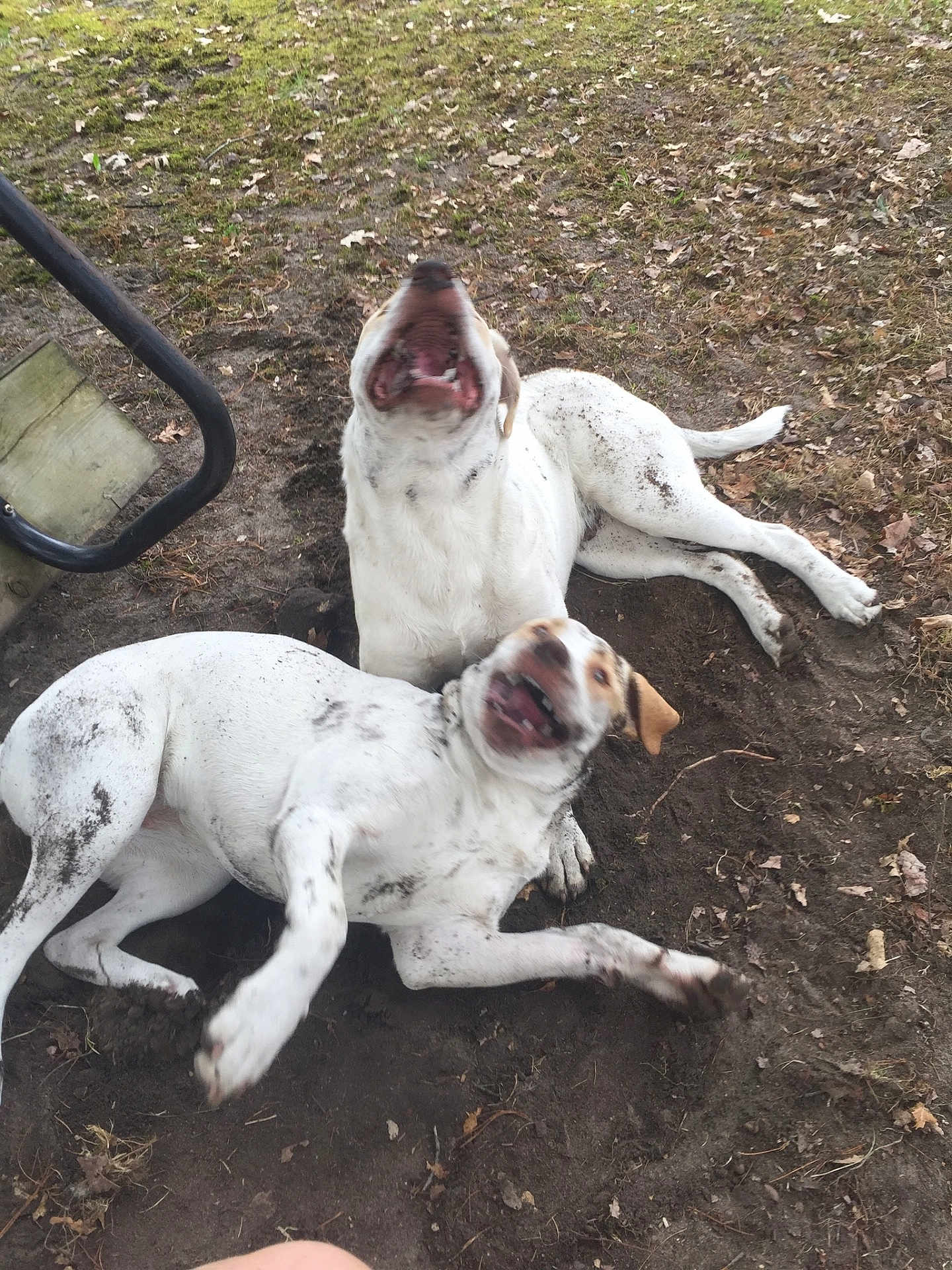 Sasha And Buster joined the competition — help win amazing prizes! dog, muddy, play, outdoor, grass, dirt, excited, animal, pet, canine, two_animals, fun, nature, happy, active, grassland, earth, tongue, tail, daytime