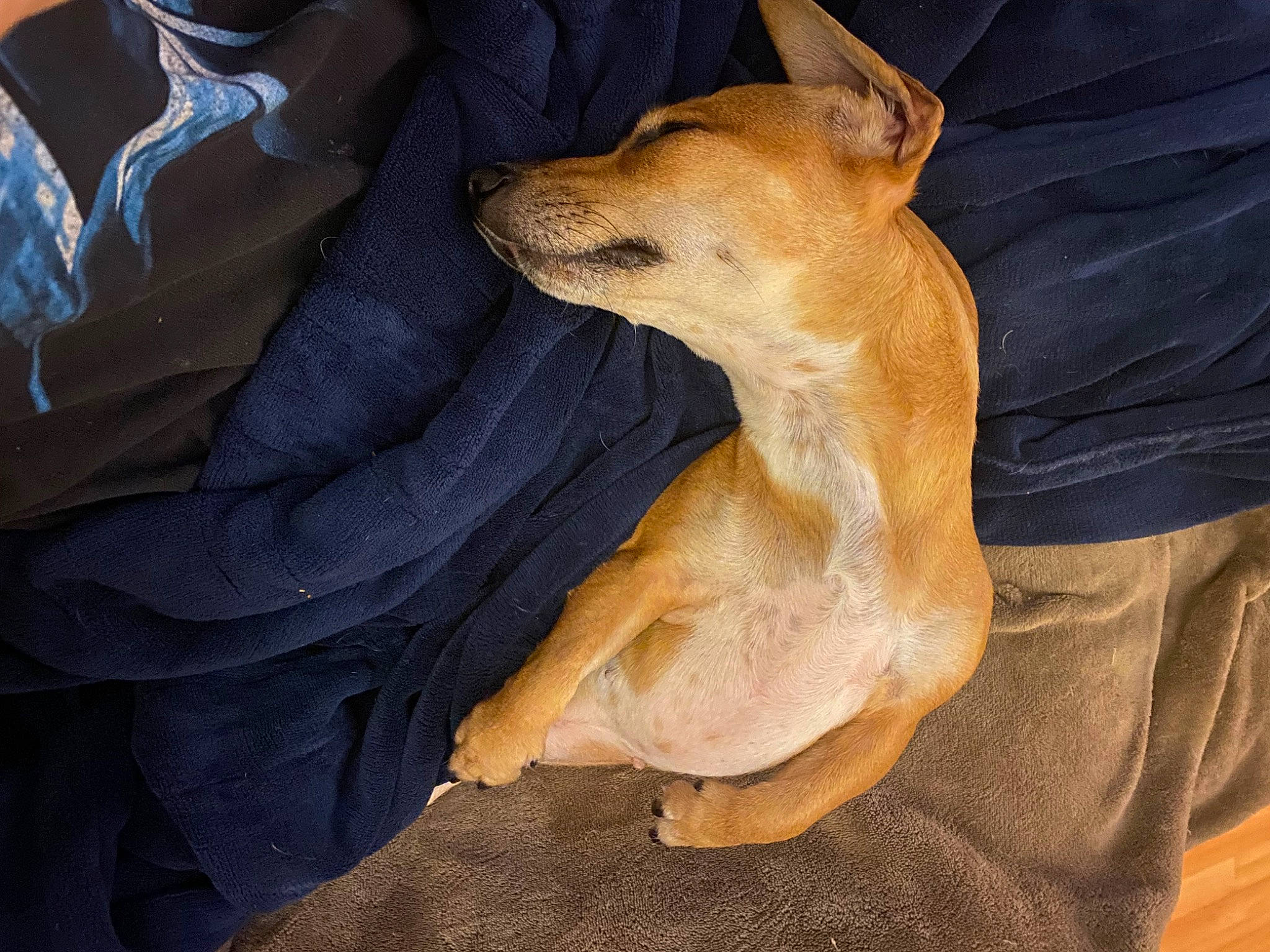 Izzybear joined the competition — help win amazing prizes! ancient_dog_breeds, canidae, carnivore, comfort, companion_dog, dog, dog_breed, fawn, fur, non_sporting_group, paw, sighthound, sporting_group, toy_dog, whiskers, wood, working_animal