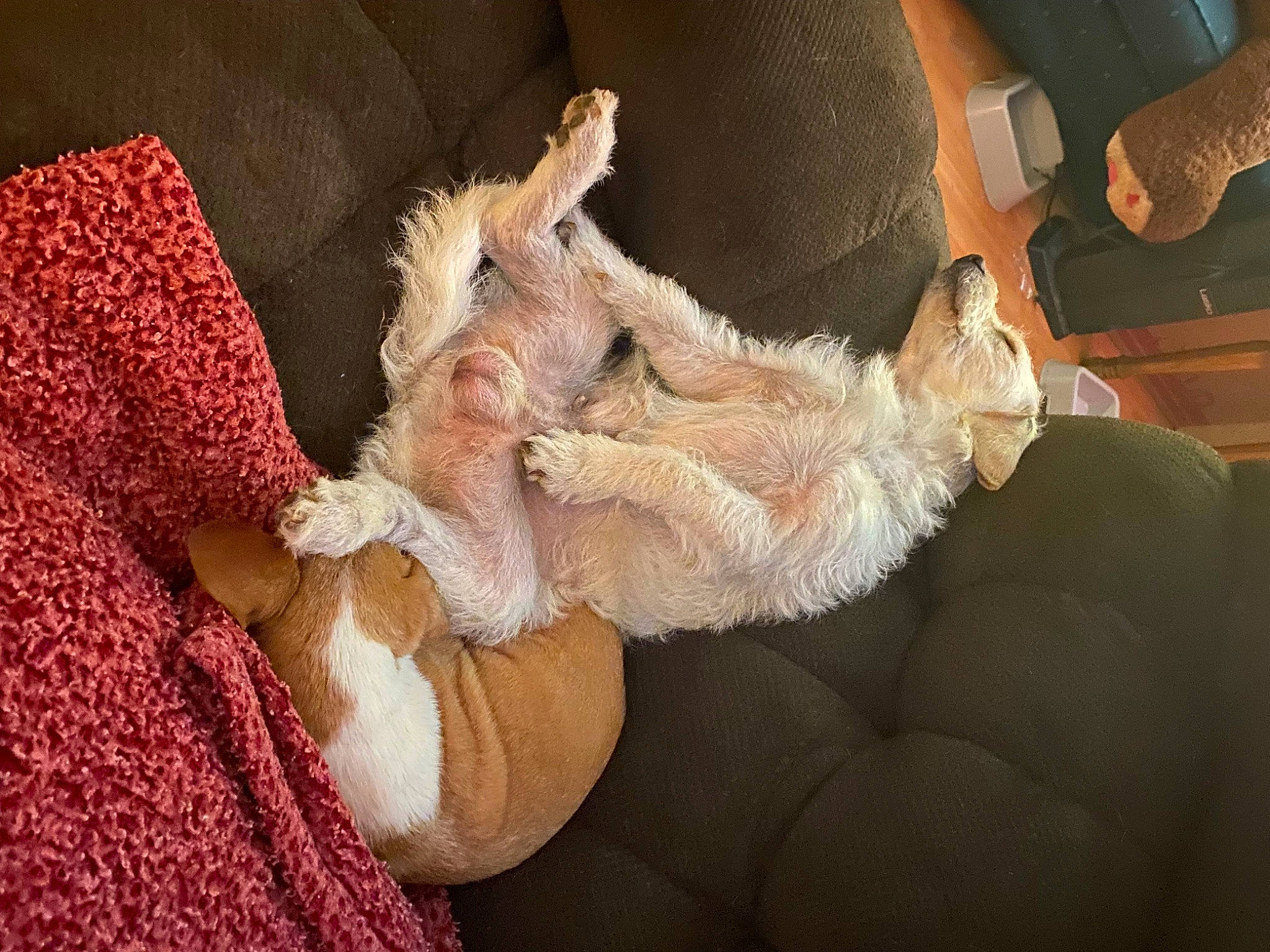 Gus Bus joined the competition — help win amazing prizes! canidae, carnivore, comfort, companion_dog, dog, dog_breed, ear, fawn, felidae, foot, fur_clothing, gesture, human_leg, paw, small_to_medium_sized_cats, sporting_group, stuffed_toy, tail, thigh, whiskers