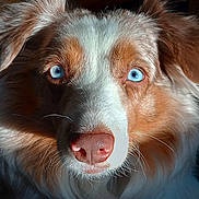 Rogue joined the competition — help win amazing prizes! dog, close_up, blue_eyes, fur, nose, whiskers, portrait, animal, pet, indoor, cozy, knitted_background, curious, fluffy, muzzle, canine, soft_light, expression, ears, face