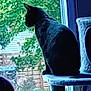 cat, black_cat, cat_tree, window, person, couch, indoor, greenery, relaxing, side_view, furniture, daylight, animal, pet, quiet, home, leisure, silhouette, plant, resting