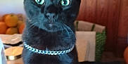 Salem is registered to the contest to win money with this photo: black_cat, cat, indoor, curious, wide_eyes, chain_collar, countertop, wooden_door, fruit, blurred_background, pet, animal, feline, sitting, green_eyes, domestic_cat, household, fur, whiskers, tabby