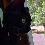 Salem is registered to the contest to win money with this photo: cat, black_cat, pet, indoor, window, collar, bell, yellow_eye, whiskers, side_profile, daylight, nature_outside, tree, sky, reflection, curious, feline, closeup, domestic_animal, quiet