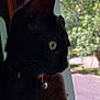 cat, black_cat, pet, indoor, window, collar, bell, yellow_eye, whiskers, side_profile, daylight, nature_outside, tree, sky, reflection, curious, feline, closeup, domestic_animal, quiet