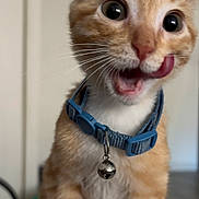 Posty is registered to the contest to win money with this photo: cat, orange_tabby, collar, bell, tongue, licking, pet, indoor, close_up, whiskers, curious, cute, feline, animal, domestic, playful, young_cat, wide_eyes, fur, portrait