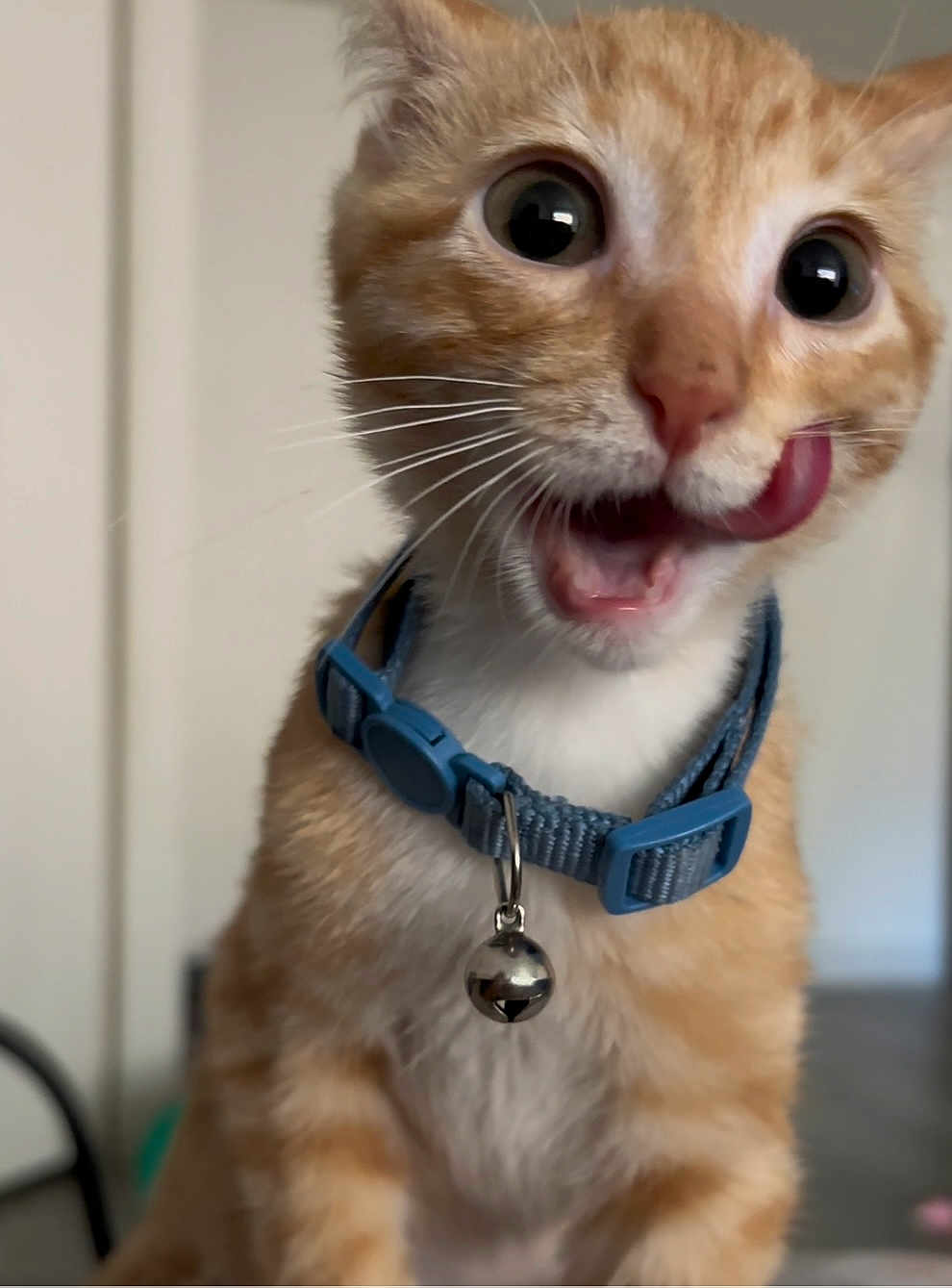 Posty is registered to the contest to win money with this photo: cat, orange_tabby, collar, bell, tongue, licking, pet, indoor, close_up, whiskers, curious, cute, feline, animal, domestic, playful, young_cat, wide_eyes, fur, portrait