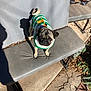 pug, dog, pet, sweater, green, white, outdoor, bench, sunlight, shadow, concrete, cracked_ground, leaves, plant, small_dog, cute, looking_up, furry, animal, winter_clothing