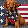Knox joined the competition — help win amazing prizes! puppy, golden_retriever, dog, bandana, stars, stripes, american_flag, pet, cute, fluffy, brown_fur, portrait, sitting, indoors, close_up, adorable, animal, young_dog, decor, background