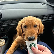 Knox joined the competition — help win amazing prizes! dog, puppy, golden_retriever, car_interior, dashboard, starbucks_cup, hand, road, window, seat, pet, cute, animal, vehicle, travel, person, drink, front_seat, canine, curious