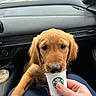 dog, puppy, golden_retriever, car_interior, dashboard, starbucks_cup, hand, road, window, seat, pet, cute, animal, vehicle, travel, person, drink, front_seat, canine, curious