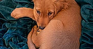 Knox is registered to the contest to win money with this photo: puppy, dog, golden_retriever, curled_up, blanket, cozy, soft_texture, brown_fur, pet, animal, cute, sleepy, domestic_animal, fur, companion, resting, indoors, young_dog, comfort, relaxation
