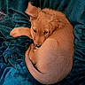 puppy, dog, golden_retriever, curled_up, blanket, cozy, soft_texture, brown_fur, pet, animal, cute, sleepy, domestic_animal, fur, companion, resting, indoors, young_dog, comfort, relaxation