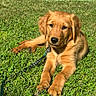 Knox is registered to the contest to win money with this photo: dog, golden_retriever, puppy, grass, leash, outdoor, sunlight, pet, animal, canine, nature, greenery, laying, young, fur, cute, domestic_animal, playing, summer, relaxing