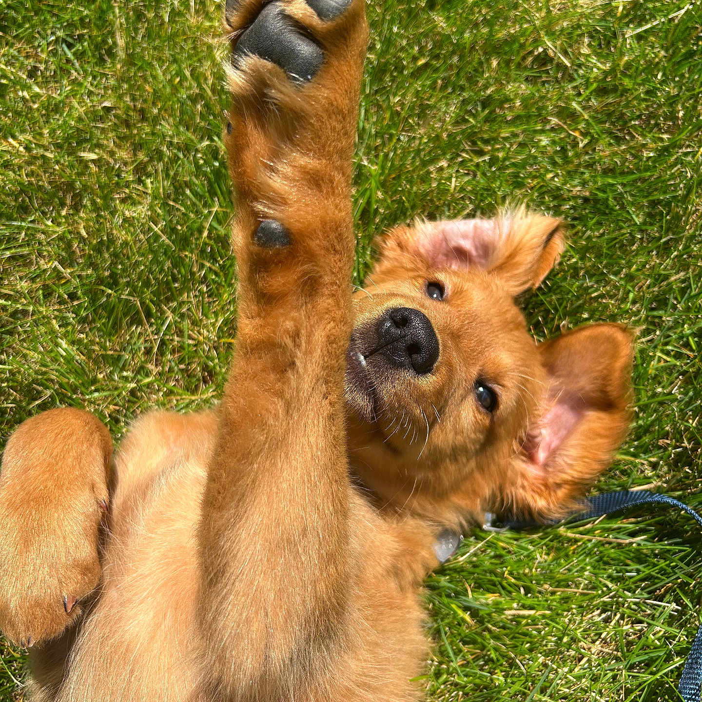 Knox is registered to the contest to win money with this photo: dog, puppy, golden_retriever, paw, grass, outdoor, playful, cute, pet, animal, fur, ears, nose, leash, sunlight, nature, young, lying_down, close_up, happy