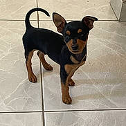Aïko a rejoint le concours — aidez-le/la à gagner de superbes lots ! puppy, dog, black, tan, small, alert, ears, tail, floor, tile, indoor, pet, cute, young, animal, standing, curious, domestic, canine, adorable