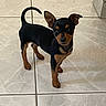 puppy, dog, black, tan, small, alert, ears, tail, floor, tile, indoor, pet, cute, young, animal, standing, curious, domestic, canine, adorable