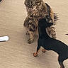 cat, dog, tabby_cat, small_dog, indoor, wooden_floor, pet_interaction, curious, fluffy, black_dog, tan_dog, sniffing, animal, domestic, funny, feline, canine, companions, cute, playful
