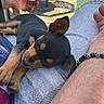 puppy, dog, sleeping, lap, person, hand, bracelet, shorts, outdoor, shadow, sunlight, black_and_tan, cute, pet, resting, casual, relaxing, animal, companion, furry