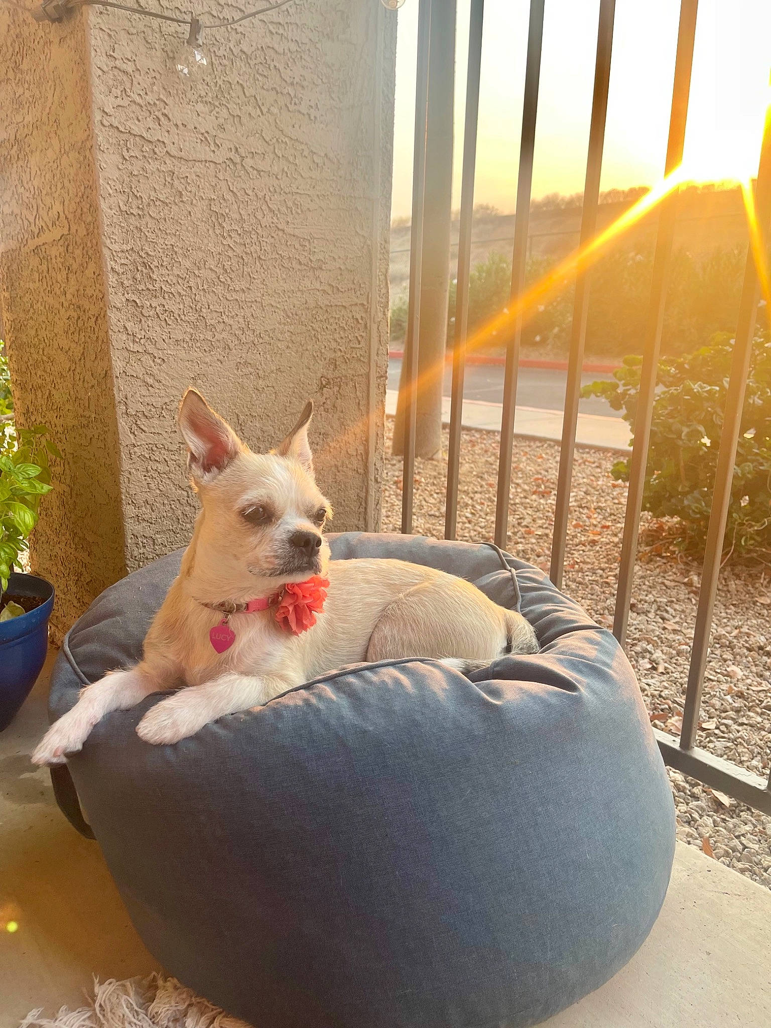 Lucy is registered to the contest to win money with this photo: canidae, carnivore, comfort, companion_dog, couch, dog, dog_breed, dog_supply, door, fawn, fence, flowerpot, houseplant, pet_supply, plant, sitting, sky, sporting_group, tail, working_animal