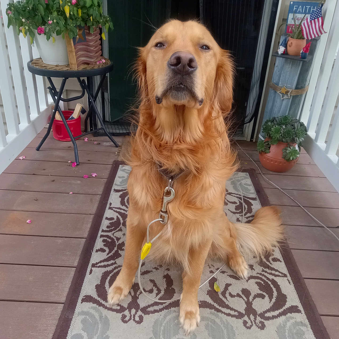 Sunny joined the competition — help win amazing prizes! animal, calm, canine, decor, dog, domestic_animal, fence, flag, fur, golden_retriever, leash, nature, outdoor, pet, porch, potted_plant, rug, sitting, table, wooden_floor