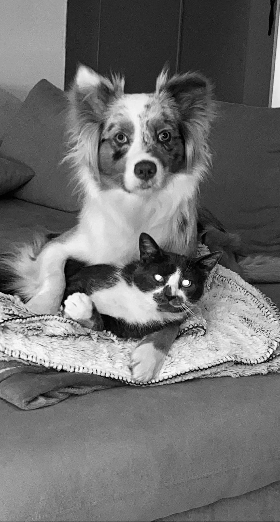 Roxy participe au concours pour gagner de l'argent avec cette photo : black, black_and_white, canidae, carnivore, comfort, companion_dog, couch, dog, dog_breed, dog_supply, monochrome, monochrome_photography, papillon, snout, sporting_group, style, toy_dog, whiskers, white, working_animal