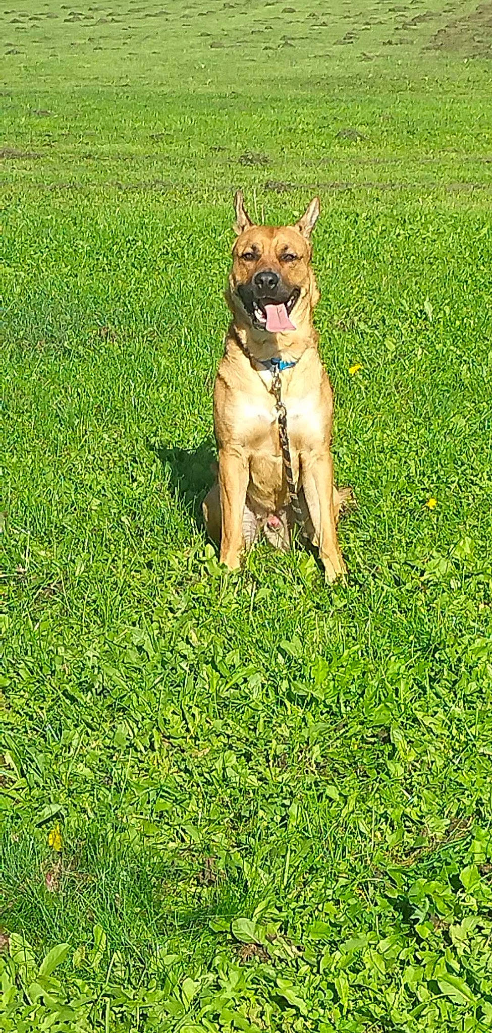 Alpha participe au concours pour gagner de l'argent avec cette photo : belgian_shepherd_malinois, canidae, carnivore, collar, companion_dog, dog, dog_breed, dog_collar, dog_supply, fawn, german_shepherd_dog, grass, grassland, groundcover, herding_dog, plant, sporting_group, tail, wildlife, working_animal