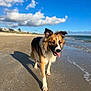 Winston is registered to the contest to win money with this photo: dog, beach, sand, ocean, water, sky, clouds, sunlight, shadow, wet, tongue_out, ears_up, walking, canine, outdoor, coast, shoreline, daytime, animal, pet