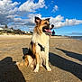 Winston joined the competition — help win amazing prizes! dog, beach, sand, sky, clouds, sunny, outdoor, canine, harness, seaside, shoreline, people, walking, house, nature, daytime, pets, animal, portrait, happy