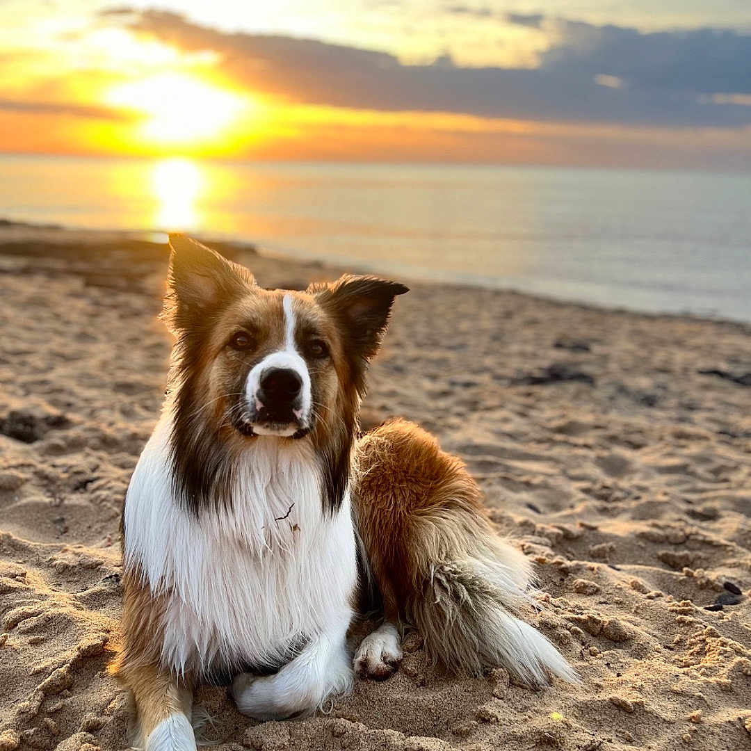 Winston is registered to the contest to win money with this photo: animal, beach, canine, dog, fur, landscape, nature, outdoor, paw, pet, quiet, relaxing, sand, scenic, sea, serene, sky, sunlight, sunset, water