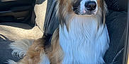 Winston is registered to the contest to win money with this photo: dog, canine, pet, fur, fluffy, car, vehicle, window, seat, interior, brown, white, black, ears, portrait, sitting, domestic_animal, looking, sunlight, daytime