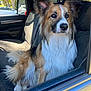 dog, canine, pet, fur, fluffy, car, vehicle, window, seat, interior, brown, white, black, ears, portrait, sitting, domestic_animal, looking, sunlight, daytime