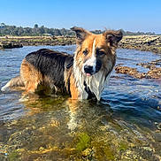 Winston is registered to the contest to win money with this photo: dog, water, shallow_water, clear_water, rocks, outdoor, nature, animal, pet, summer, sunny, sky, canine, fur, wet, tongue, landscape, daytime, curious, standing