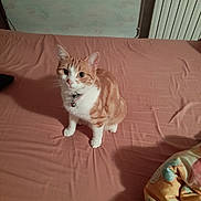 Victoire a rejoint le concours — aidez-le/la à gagner de superbes lots ! bed, bed_sheet, bell, blanket, cat, collar, curious, ears, feline, fur, indoor, looking_up, orange_cat, pet, radiator, shadow, sitting, wall, whiskers, white_cat