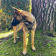 écho a rejoint le concours — aidez-le/la à gagner de superbes lots ! alert, animal, belgian_malinois, brown_fur, canine, daylight, dog, forest_floor, grass, harness, leaf, moss, nature, outdoor, pet, plant, profile_view, sunlight, tree, wildlife